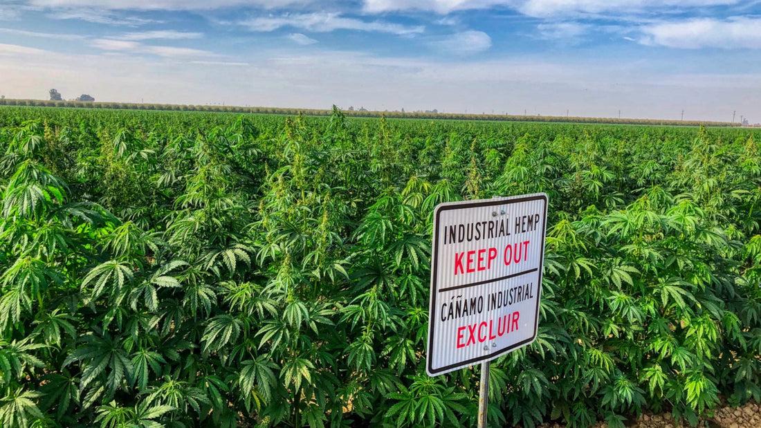 Apothio: Leading the Way in Genetics, Extraction, and Natural Plant Medicine Delivery