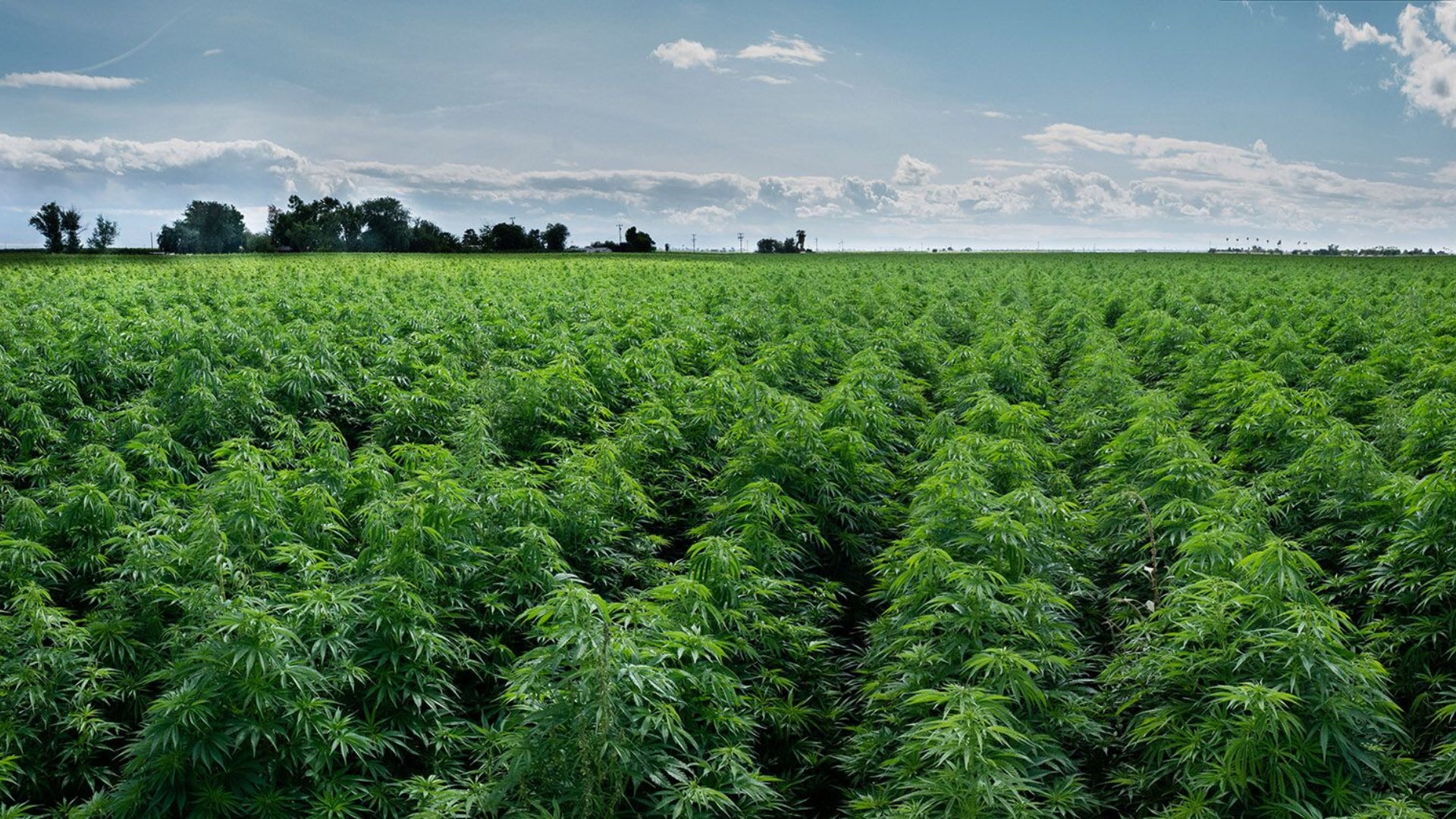 Holistic Cannabis Academy: Chiropractic Chronic Pain Management via CBD and Much More