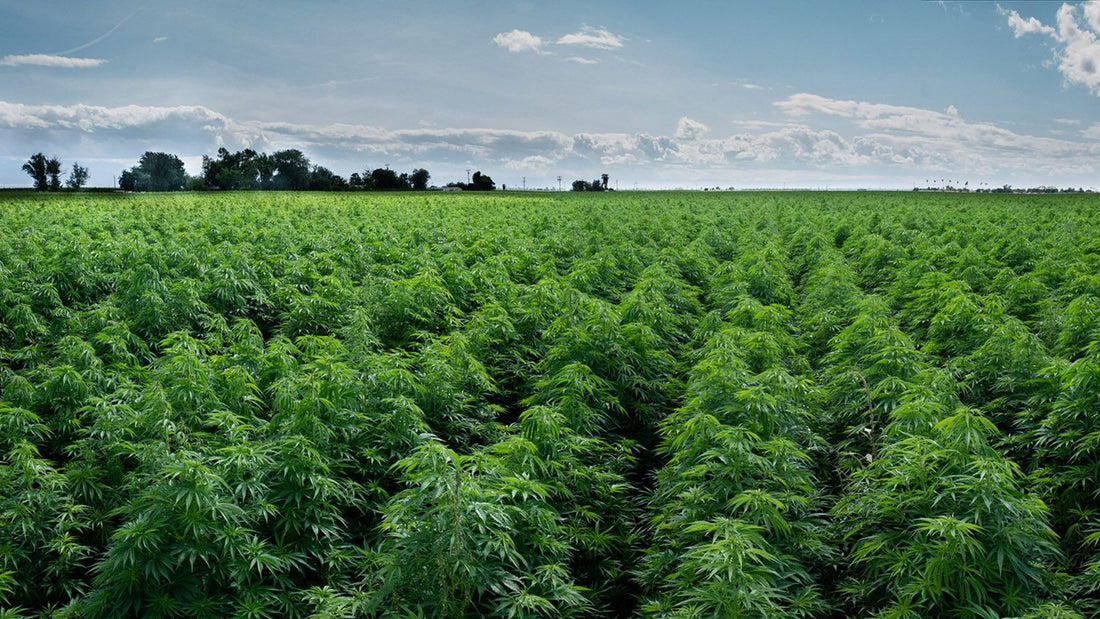 Holistic Cannabis Academy: Chiropractic Chronic Pain Management via CBD and Much More