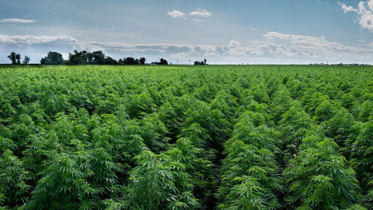 Holistic Cannabis Academy: Chiropractic Chronic Pain Management via CBD and Much More