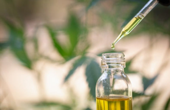 Rediscovering the Game-Changer: Apothio’s Groundbreaking THCA-to-CBD Hemp Variety